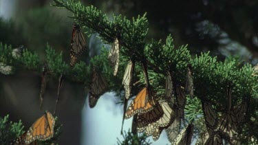 large numbers monarchs roosting resting on the pine needles