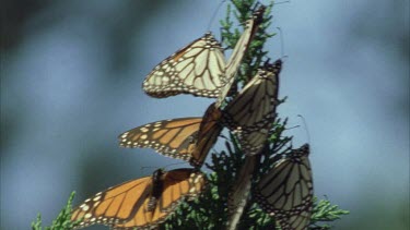 large numbers monarchs roosting resting on the pine needles