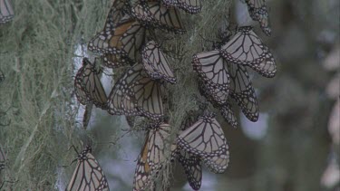 large cluster of monarchs on pine needles and air moss