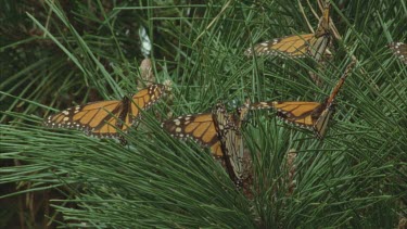 large cluster of monarchs on pine needles fluttering