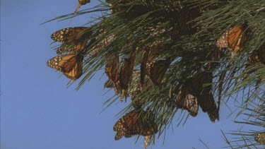 large cluster of monarchs on pine needles