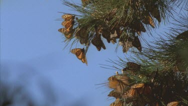 large cluster of monarchs on pine needles