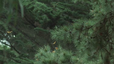 butterflies fluttering around pine trees