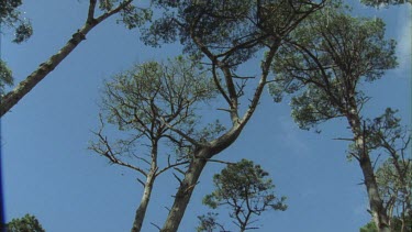 looking up at butterflies fluttering around pine trees