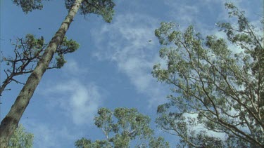 looking up at butterflies fluttering across blue sky some pine trees and Eucalypts on edge of frame