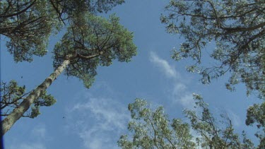 looking up at butterflies fluttering across blue sky some pine trees and Eucalypts on edge of frame