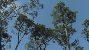 looking up at butterflies fluttering across blue sky some pine trees and Eucalypts on edge of frame