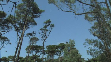 butterflies fluttering across blue sky some pine trees and Eucalypts on edge of frame