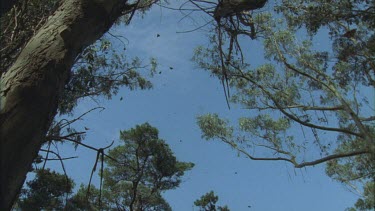 butterflies fluttering across blue sky some pine trees and Eucalypts on edge of frame