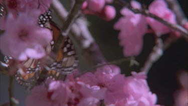 feeding butterfly on apple blossom pan to others