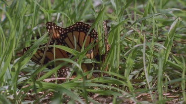 Two monarchs mating on ground