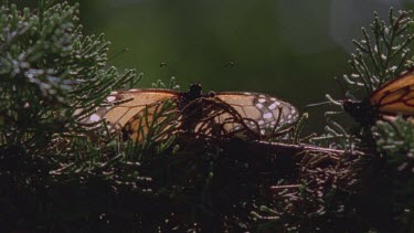 single butterfly on pine needles pan along others