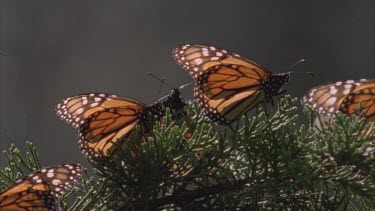 butterflies on pine needles pan along others