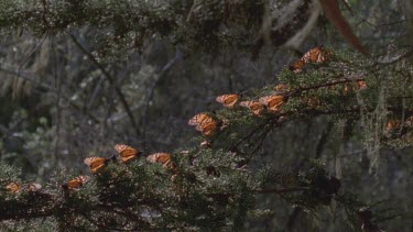 butterflies on pine needles