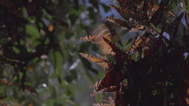 cluster of butterflies on pine needles  tilt down