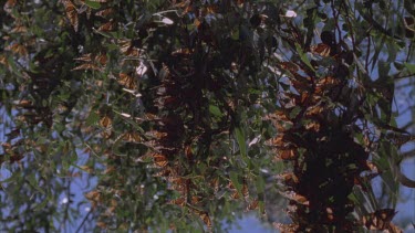 cluster of butterflies on pine needles  tilt down and tilt up