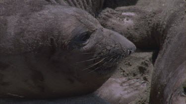 elephant seals bask interact