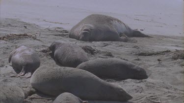 elephant seals female in foreground large male in background