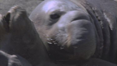 elephant seal male attempts to mate is rebuffed moves off