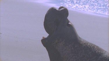 elephant seal noise roaring throws head back and