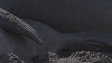 elephant seals mating penis