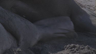 elephant seals mating penis