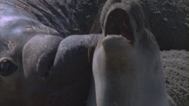 elephant seals mating female roaring