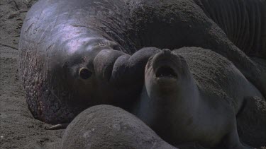 elephant seals mating roaring