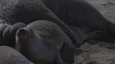 elephant seals mating roaring