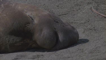 elephant seal young male basking