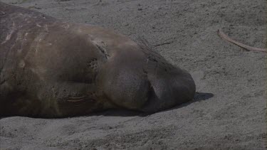 elephant seal young male basking sea bird in foreground