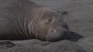 elephant seal young male basking sleeping