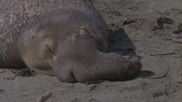 elephant seal male basking sleeping