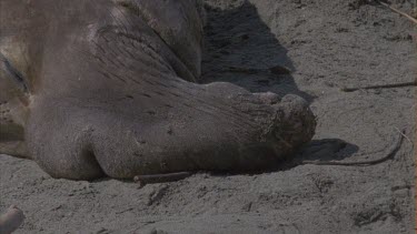 elephant seal male basking sleeping cu nose