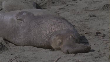 elephant seal male basking sleeping