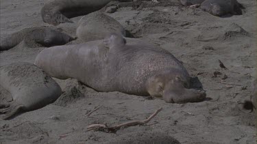 elephant seal male basking sleeping