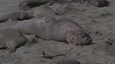 elephant seal male basking sleeping