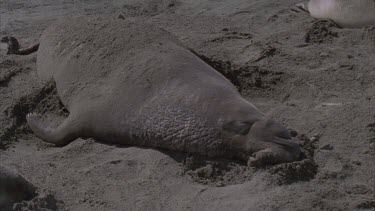 elephant seal male basking sleeping