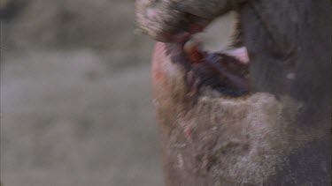 two scarred bloody elephant seal males fighting