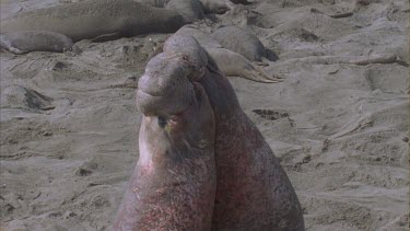 two scarred bloody elephant seal males fighting