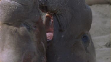 two scarred bloody elephant seal males fighting