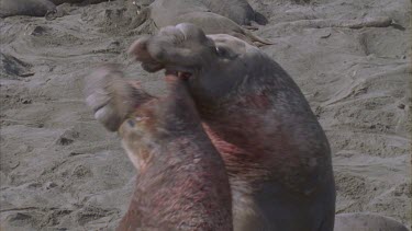 two scarred bloody elephant seal males fighting