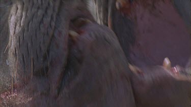 two scarred bloody elephant seal males fighting