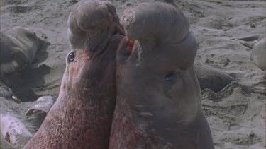 two scarred bloody elephant seal males fighting