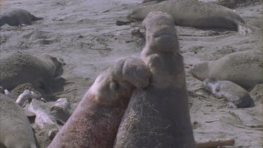 two scarred bloody elephant seal males fighting basking seals background