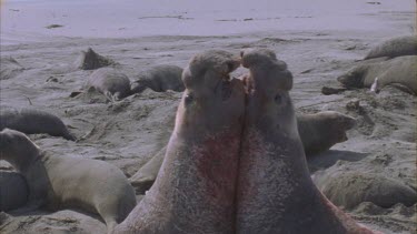 two scarred bloody elephant seal males fighting basking seals background