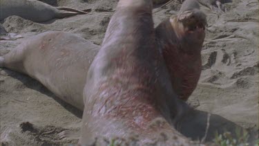 two scarred bloody elephant seal males fighting