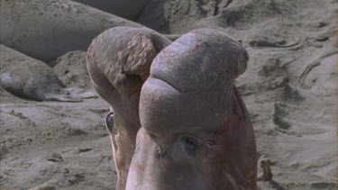 two scarred bloody elephant seal males fighting