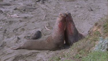 two scarred bloody elephant seal males fighting