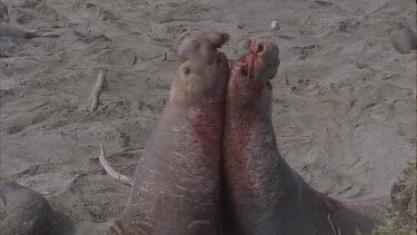 two scarred bloody elephant seal males fighting